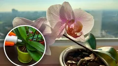 Com uma colher de sopa, as orquídeas florescem o ano inteiro: método caseiro simples para adubar